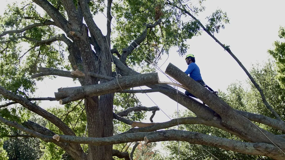 Professional Crown Thinning performed by certified arborists in South Plymouth