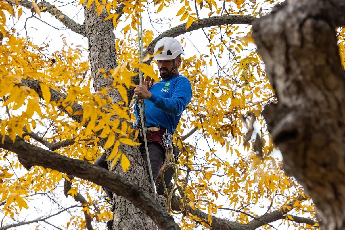 Skilled Tree Pruning crew working in South Plymouth
