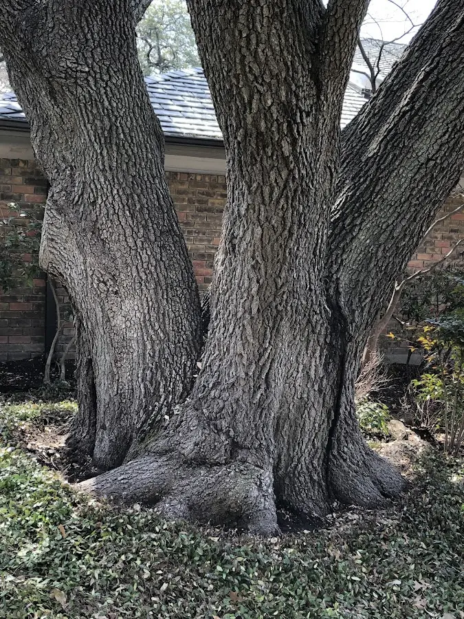 Mature heritage tree close to a South Plymouth property cared for by certified arborists